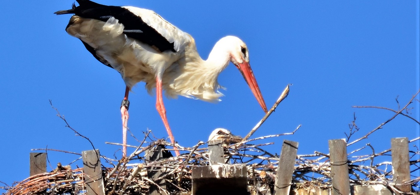 Storch auf dem ITZ