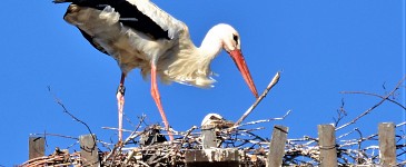 Storch auf dem ITZ